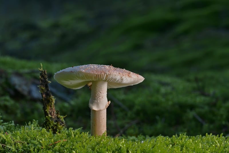 Fantasy Forest